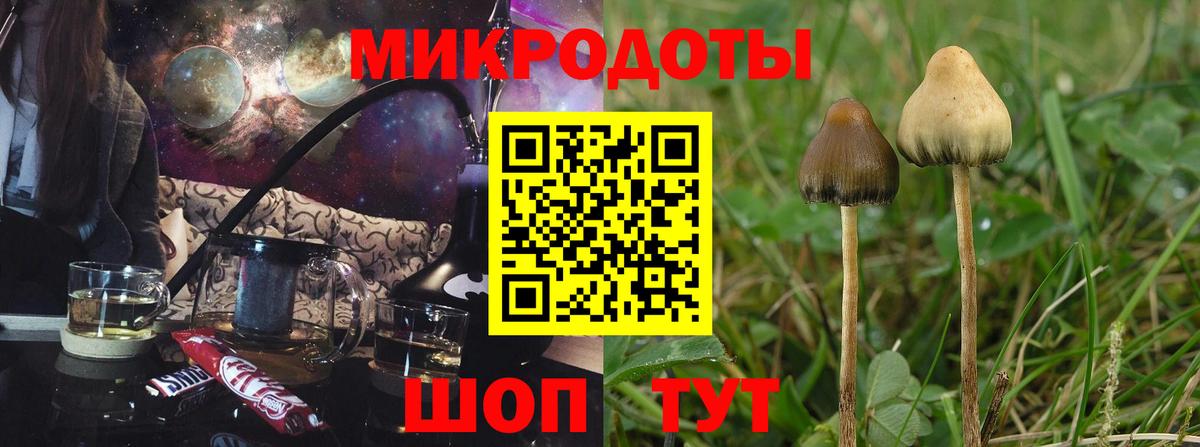 Псилоцибиновые грибы Psilocybe Москва